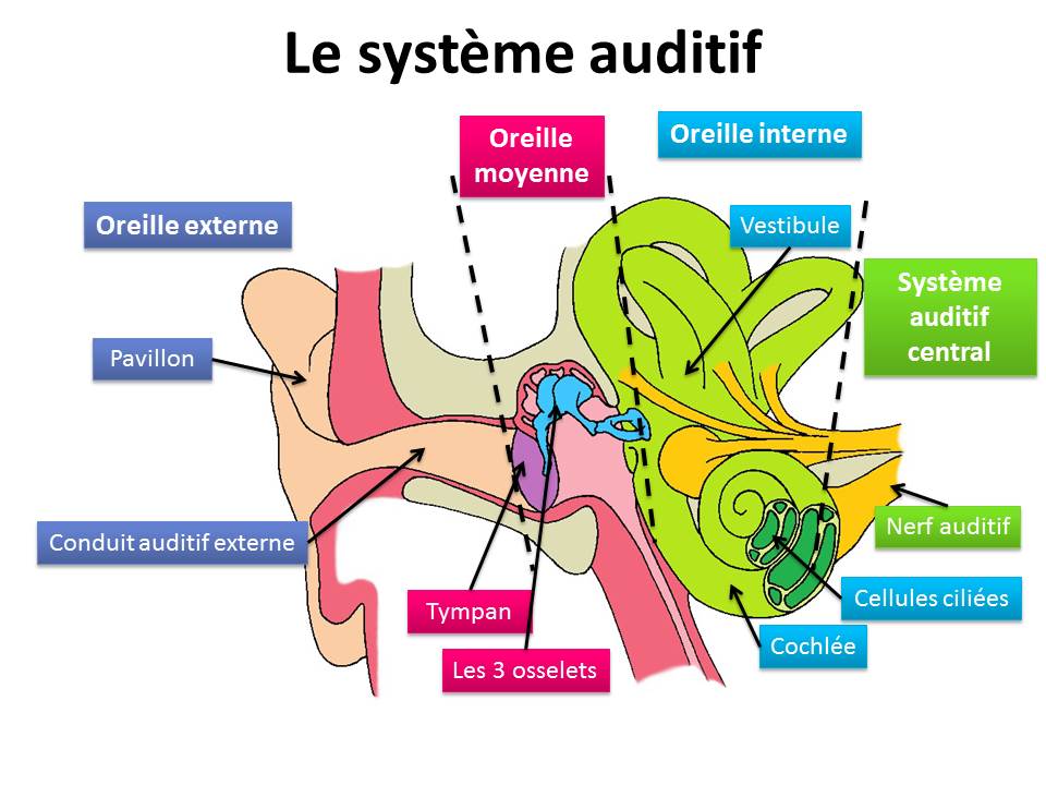 Les accumulations de cérumen pourraient être la cause de votre déficience  auditive, Tvidler